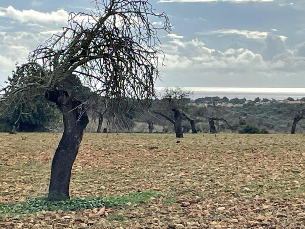 Neubaufinca mit schönem Meerblick und nur 15 min zur Rafa Nadal Academy