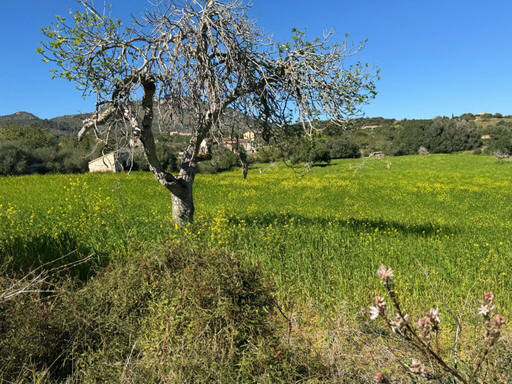 Neubaufinca in idyllischer Lage bei Sant Llorenç