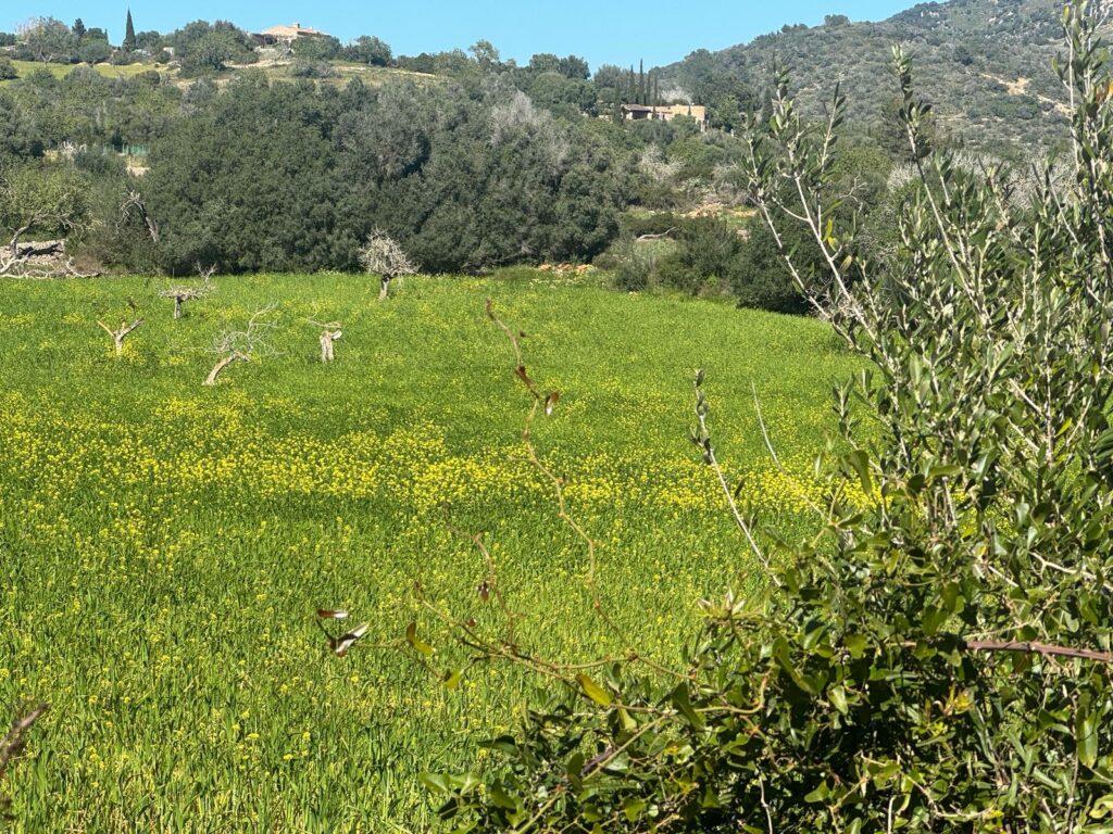 Neubaufinca in idyllischer Lage bei Sant Llorenç